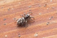 Salticus scenicus, Potteric Carr.