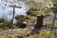 Bird table at Potteric Carr