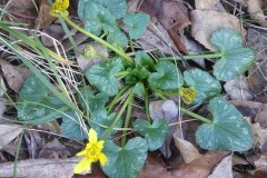 Lesser Celandine -  Ficaria verna.