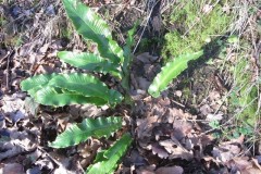 Heart's Tongue - Asplenium scolopendrium