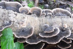 Turkeytail - Trametes versicolor