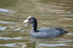 Coot (Fulica atra), Clumber Park.