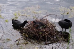 Coot (Fulica atra), Lakeside, Doncaster.