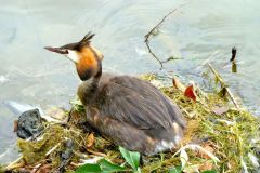 Great Crested Grebe (Podiceps cristatus), Lakeside, Doncaster.