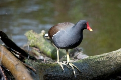 Moorhen )Gallinula chloropus), Clumber Park.