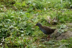 Water Rail (Rallus aquaticus), Potteric Carr.