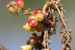 Andricus glossulariae sexual generation gall wasp on Turkey Oak catkins. A spring gall not photographed at Langold