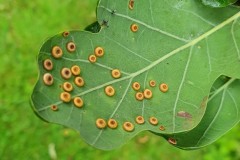 Agamic Generation of Andricus numismalis ( Silk Button Spangle Gall ), Langold.