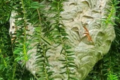 Wasp nest, Langold.