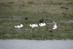 Avocets & Black-tailed Godwit, Adwick Washlands.