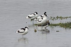 Avocets & Lapwing, Adwick Washlands.