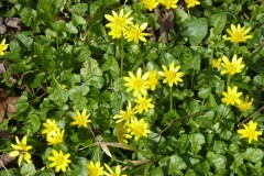 Celandine, Wadworth Wood.