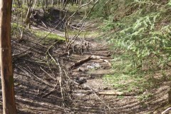 A hollow way, Wadworth Wood.