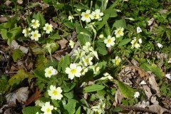 Primrose, Wadworth Wood.