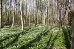 Wood Anemones, Wadworth Wood.