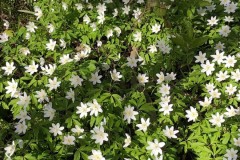 Wood Anemones, Wadworth Wood.