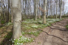 Wood Anemones, Wadworth Wood.