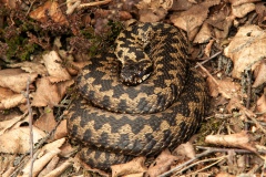 Common European Adder (Vipera berus), Hatfield.