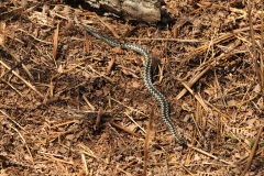 Common European Adder (Vipera berus), Hatfield.