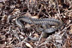 Common European Adder (Vipera berus), Hatfield Moor.