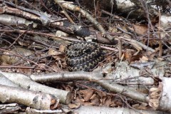 Common European Adder (Vipera berus), Hatfield Moor.