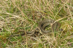 Grass Snake (Natrix natrix), Lindrick Common.