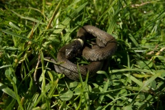 Grass Snake (Natrix natrix), Hardwick NT