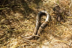 Slowworm (Anguis fragilis), Clumber Park.