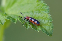 Crioceris asparagi - Asparagus Beetle, Woodside Nurseries, Austerfield.