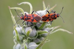 Corizus hyoscyami - Cinnamon Bug, Woodside Nurseries, Austerfield.