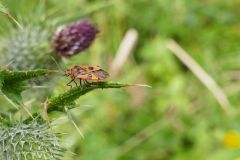 Corizus hyoscyomi - Cinnamon bug