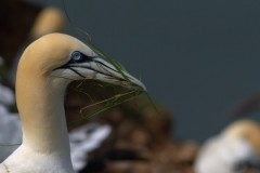 Gannet by Tim Proser