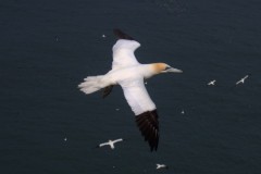 Gannet in Flight by Tim Proser