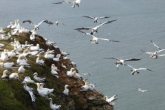 A busy Gannet colony, Bempton Cliffs