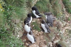 Razorbills at Bempton Cliffs