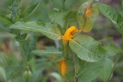 Rust on Dog's Mercury