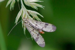 Panorpa communis - Scorpion Fly, Thorne Moor.