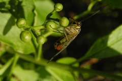 Panorpa communis - Scorpion Fly.