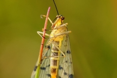 Panorpa sp. - Scorpion Fly (female), Bevercotes.