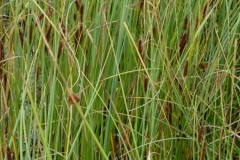 Bottle Sedge (Carex rostrata).