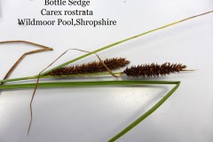 Bottle Sedge (Carex rostrata).