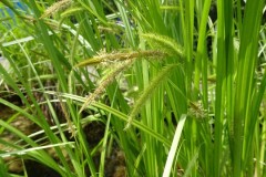 Cyperus sedge (Carex pseudocyperus), Old Moor