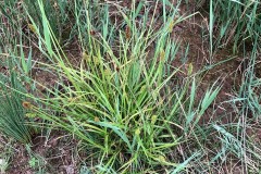 False Fox sedge (Carex otruebae), Brodsworth