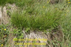 Fibrous Tussock Sedge (Carex appropinquata), Malham