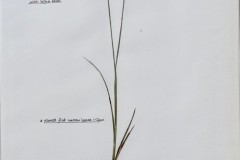 Lesser Tussock sedge (Carex diandra), Malham Tarn