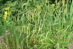 Pendulous Sedge (Carex pendula), Old Moor