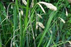 Pendulous sedge (Carex pendula), Old Moor