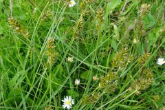 Spike Sedge (Carex spicata),