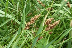 True Fox sedge (Carex vulpina), Fishlake