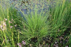 White Sedge (Carex albida), Moss Hill Farm